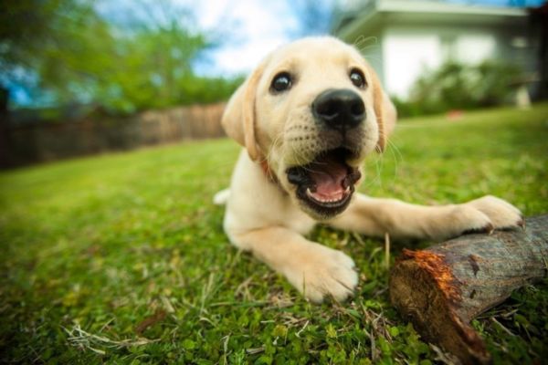 cuccioli uccisi veterinari sentenza