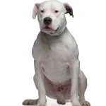 dogo argentino video carattere foto