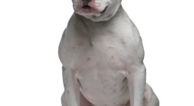 dogo argentino video carattere foto