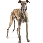 galgo spagnolo foto