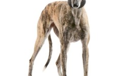 galgo spagnolo foto