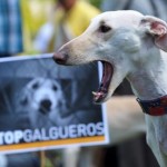 Foto Galgo spagnolo