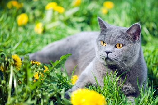 gatti e l'acqua