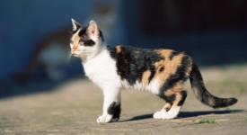 Gatto con cappio al collo