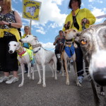 foto galgo spagnolo