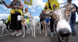 foto galgo spagnolo