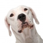 dogo argentino video foto carattere