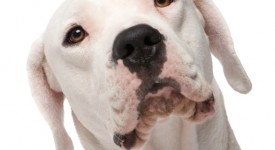 dogo argentino video foto carattere