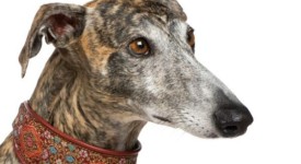 galgo spagnolo foto