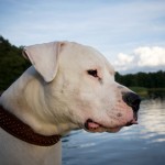 dogo argentino video foto carattere