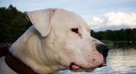 dogo argentino video foto carattere