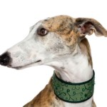 foto galgo spagnolo