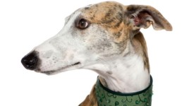 foto galgo spagnolo