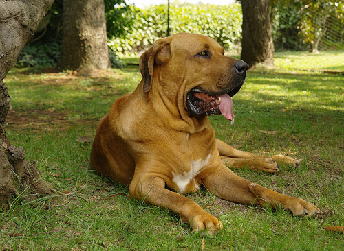 Cane Fila brasileiro carattere allevamenti