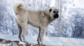 Kangal turco carattere allevamento Italia
