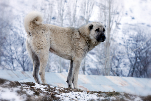 Kangal turco carattere allevamento Italia