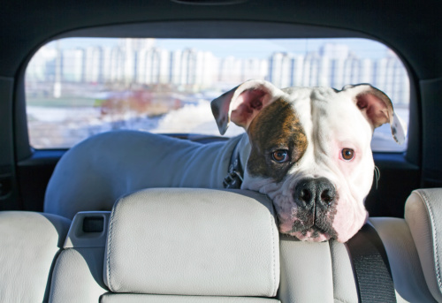 cani chiusi in auto