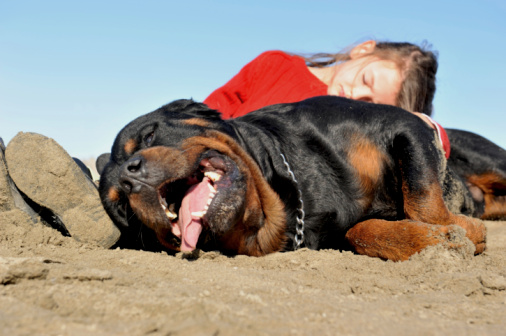 cuccioli al mare