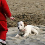 Spiagge per cani in Liguria