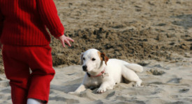 Spiagge per cani in Liguria