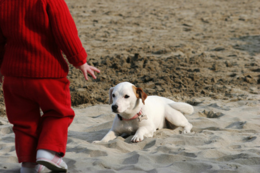 Spiagge per cani in Liguria