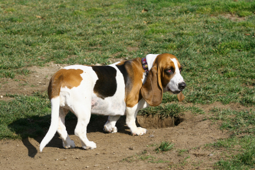 Perché cani sotterrano ossi