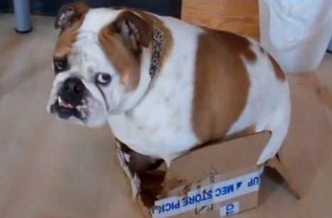 Bulldog prova entrare scatola VIDEO