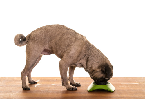 Porta ciotole per cani 