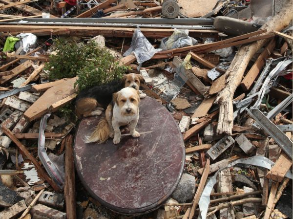 cani gatti tornado oklahoma