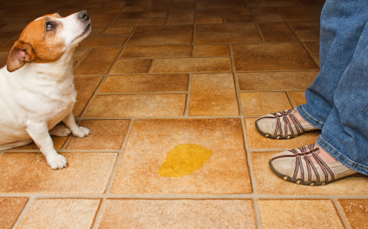 cane sporca casa con bisogni