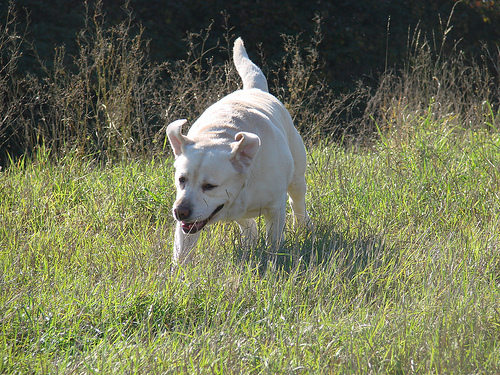 forasacco cane