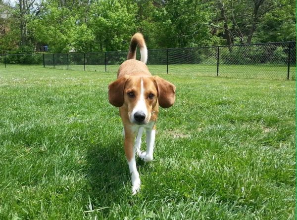 insufficienza renale cane