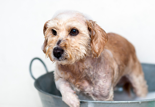 Acqua profumata per cani