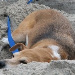 Cuccioli al mare