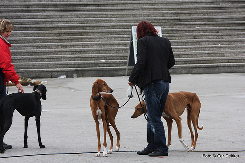 Cane Azawakh carattere allevamento