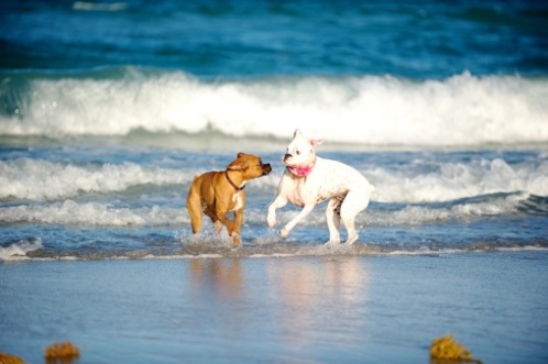 Cani al mare in Romagna