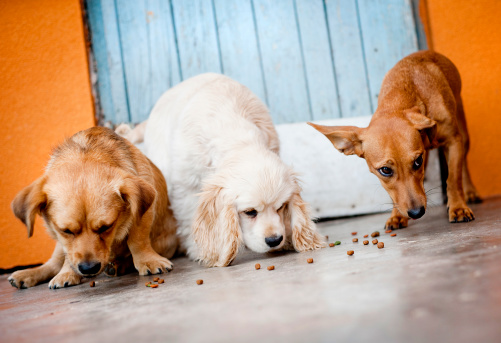 cane mangia in fretta