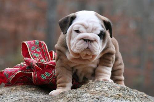 Cuccioli cane regalo nuova truffa Camerun