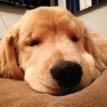 cucciolo golden retriever cieco