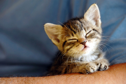 Uccide gatto condannata 2 mesi reclusione