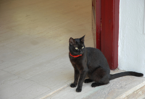 gatto torna a casa