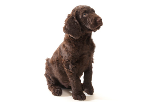 Labradoodle caratteristiche allevamenti carattere