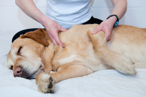 massaggi cani benefici