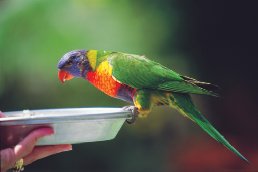 dieta bilanciata per i pappagalli