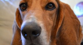 cura del cane
