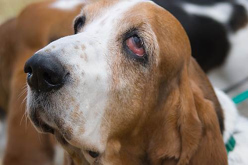 Cane Basset hound fa strano pisolino VIDEO