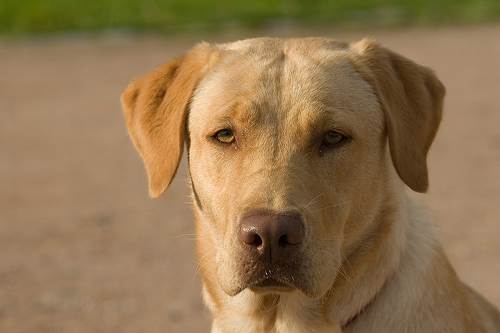 Cane Labrador non vuole uscire VIDEO