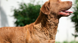 Chesapeake Bay Retriever prezzo allevamenti