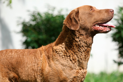 Chesapeake Bay Retriever prezzo allevamenti