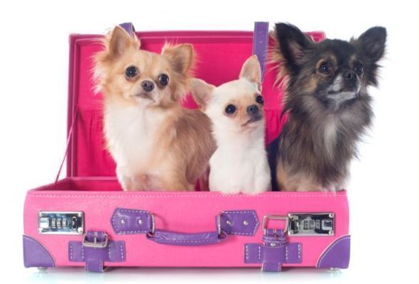 Chihuahua  in valigia vacanza